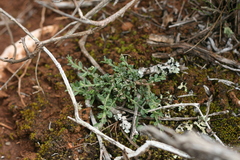 Polygala asbestina