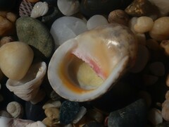 Nerita erythrostoma