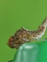 Nogodinidae