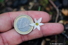 Narcissus deficiens