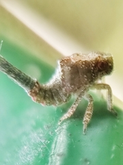 Nogodinidae