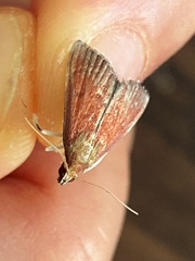 Crambidae
