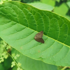 Ricania sublimata