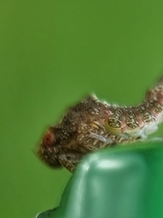 Nogodinidae