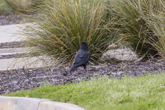 Corvus mellori
