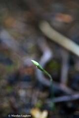 Narcissus deficiens