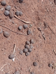 Giraffa camelopardalis