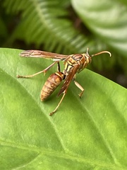 Polistes japonicus