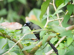 Crypsirina temia