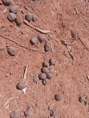 Giraffa camelopardalis