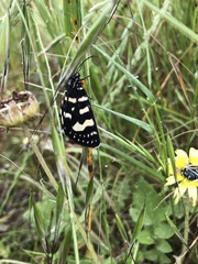 Phalaenoides tristifica