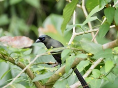 Crypsirina temia