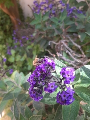 Apis mellifera capensis