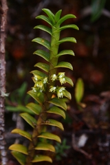 Fernandezia crystallina