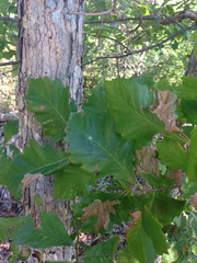 Quercus × deamii