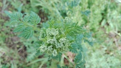 Apiaceae