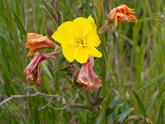 Oenothera stricta stricta