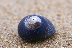 Chlorodiloma odontis