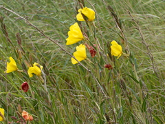Oenothera stricta stricta