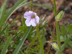 Erodium botrys