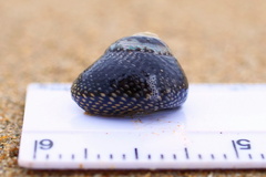 Chlorodiloma odontis