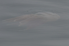 Catostylus tagi