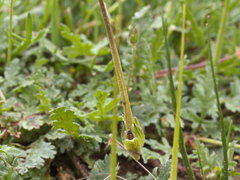 Erodium botrys