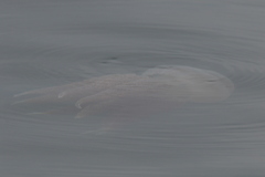 Catostylus tagi