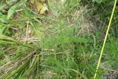 Cyclospermum leptophyllum