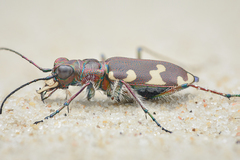 Cicindela hybrida