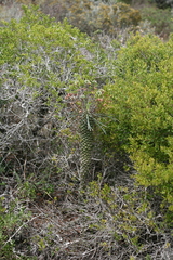 Euphorbia clava