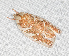 Euchaetis rhizobola