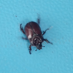 Phyllognathus excavatus