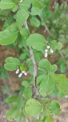 Ehretia obtusifolia