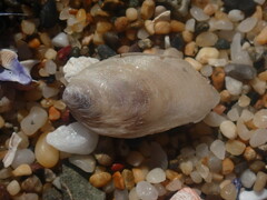 Vulsella