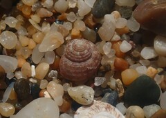 Eurytrochus strangei