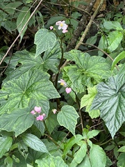 Begonia formosana