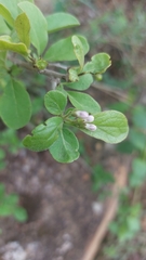 Ehretia obtusifolia
