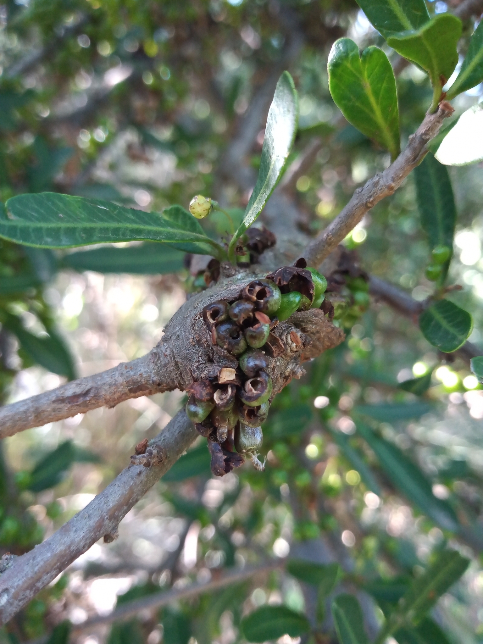 Cecidosidae