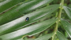 Chrysomeloidea