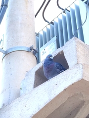 Columba livia domestica