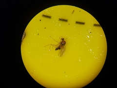 Elaphropeza ephippiata