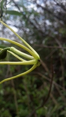 Trochomeria