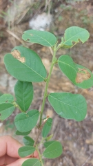 Bridelia cathartica