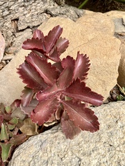 Kalanchoe sexangularis