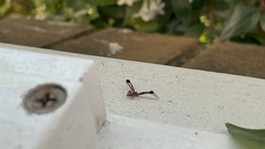 Stephanopis barbipes