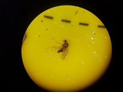 Elaphropeza ephippiata