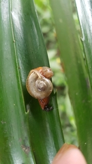 Sheldoniinae