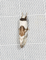 Euphiltra epilecta