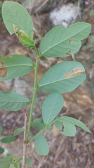 Bridelia cathartica